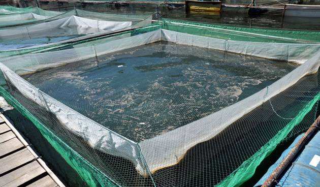 認準 宿州棉麻報價 企業大世界排名推廣