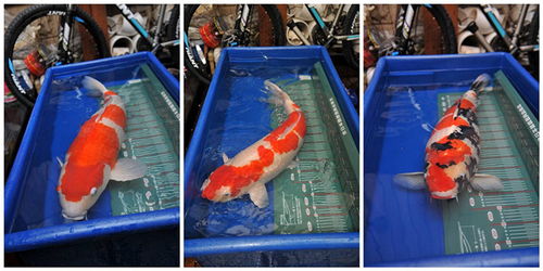 帆布魚池工廠化水產(chǎn)養(yǎng)殖 循環(huán)水養(yǎng)魚