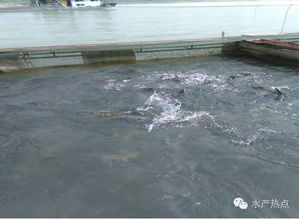 瘦身魚會(huì)是水產(chǎn)養(yǎng)殖的未來(lái)發(fā)展方向嗎