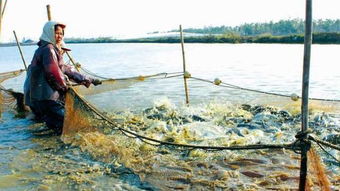 水產(chǎn)養(yǎng)殖專業(yè)畢業(yè)實(shí)踐淺談,新生報(bào)考的也看下