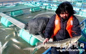 山東榮成養(yǎng)殖區(qū)千尾鱘魚被凍死 直接損失超千萬(wàn)元