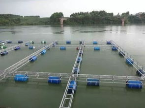 飼料丨300萬噸飼料市場(chǎng)競(jìng)爭(zhēng)地圖 通威 海大博弈多年,將是飼料價(jià)格戰(zhàn)最慘烈的市場(chǎng)