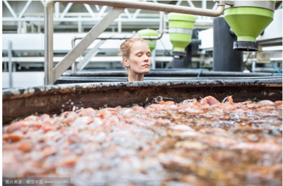 水產(chǎn)養(yǎng)殖學的就業(yè)前景怎么樣?詳解行業(yè)環(huán)境與發(fā)展前景