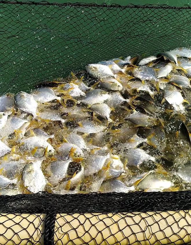 這條海水魚大火!他首創(chuàng)金鯧批量育苗技術(shù),引領(lǐng)規(guī)?；B(yǎng)殖時(shí)代