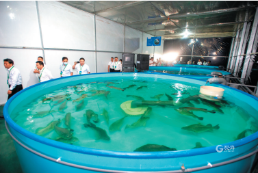 自主研發(fā)&ldquo;黑科技&rdquo;亮相!看設(shè)施農(nóng)業(yè)&ldquo;青島策&rdquo;如何叫響全國