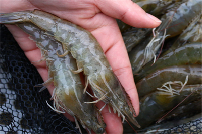 海鮮水產加盟前10名