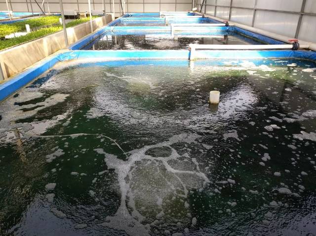 捍衛食材安全 京城老漁(北京)農業科技園區 獲評水產健康養殖示范場