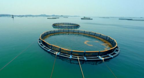 重磅 農(nóng)業(yè)農(nóng)村部 2025年,水產(chǎn)養(yǎng)殖機械化發(fā)展將達到50 以上