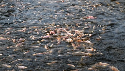 ?？诿捞m:農業新質生產力澆開鄉村振興之花