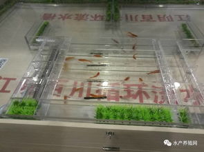 這才是屬于水產養殖人自己的展會,100多家動保 設備 飼料企業齊聚華中,帶來新產品 新技術 新模式