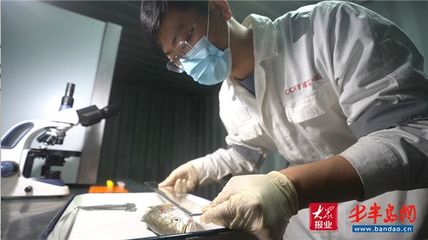 國內首批工船養殖大黃魚起捕上市