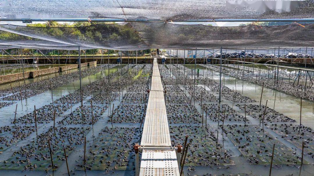 國家種業(yè)陣型企業(yè)丨中洋集團(tuán)助力河鲀、蛙類&ldquo;破難題&rdquo;