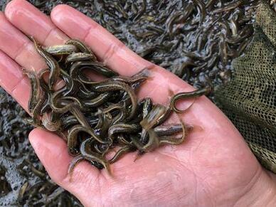 泥鰍養(yǎng)殖怎么做?泥鰍養(yǎng)殖技術(shù)哪里可以學(xué)?