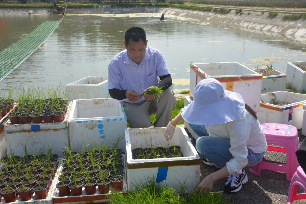 魚塘種稻,藏糧于&ldquo;水&rdquo;,稻漁綜合種養(yǎng)技術(shù)&ldquo;輕騎兵&rdquo;在行動