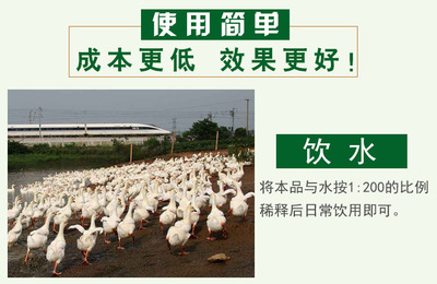 喂鴨em菌劑哪種成本低鴨子長的好成活率高