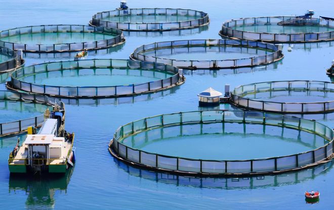 湖北依琪農(nóng)研:生態(tài)甲魚養(yǎng)殖技術(shù)的創(chuàng)新實(shí)踐與產(chǎn)業(yè)升級