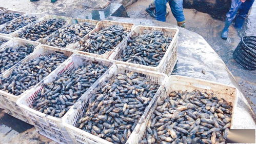 一畝地賺1.2萬 不斷學(xué)習(xí)先進(jìn)技術(shù)，水產(chǎn)養(yǎng)殖增收增產(chǎn)之道